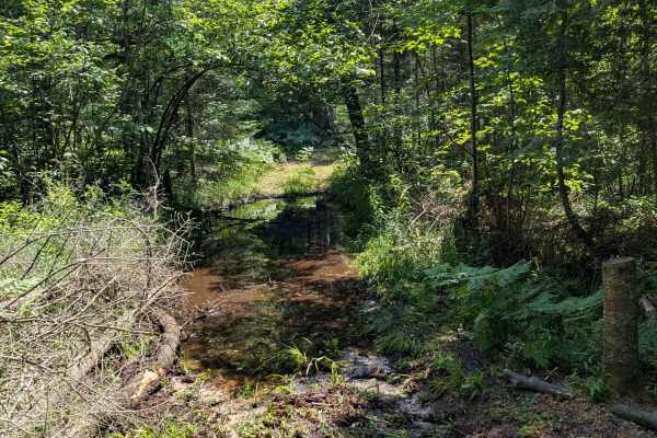 Short Swampy Trail