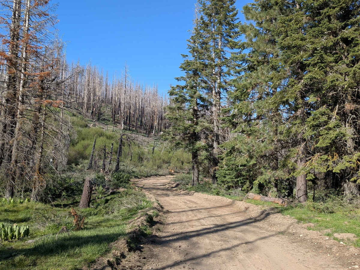 Mule Peak South - FS 22S03 trail photo