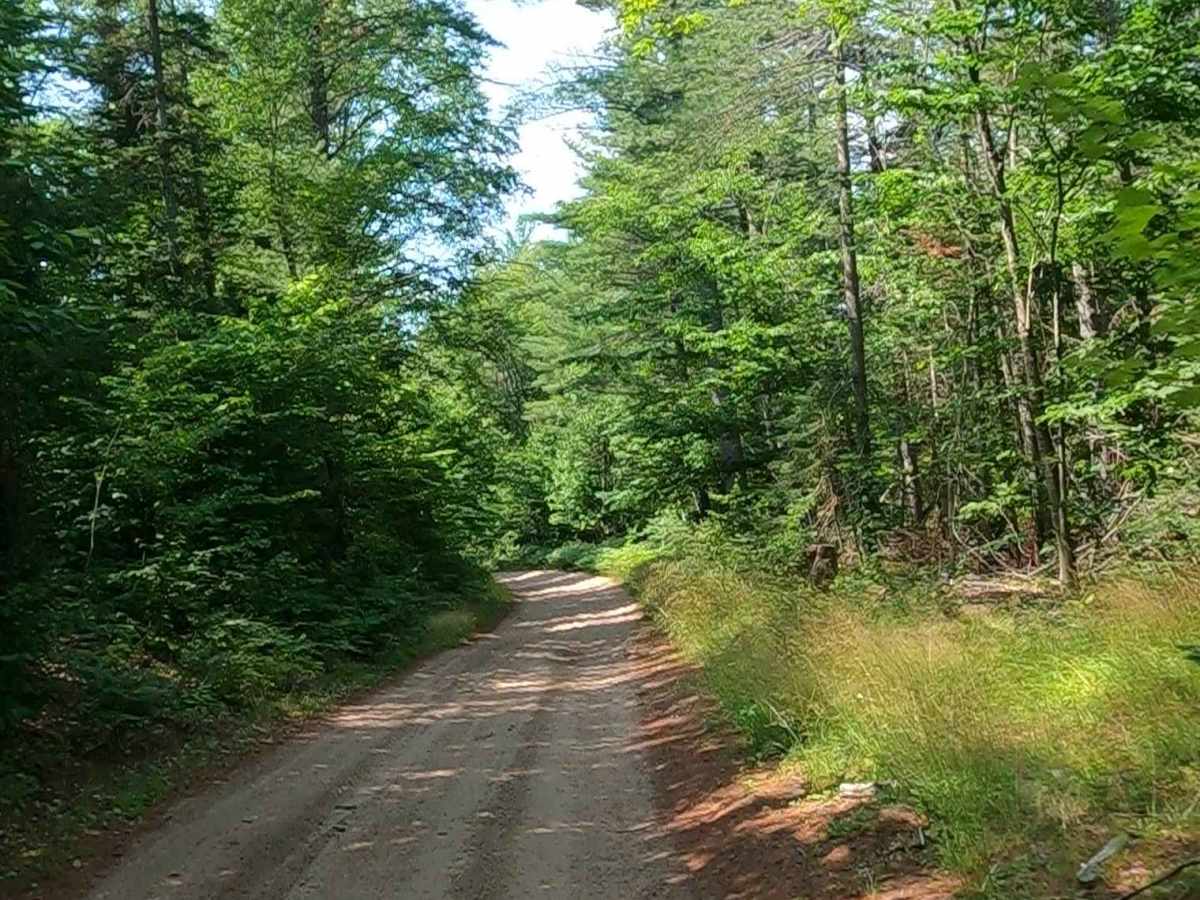 Camp Truck Trail/ Tower Road photo 4