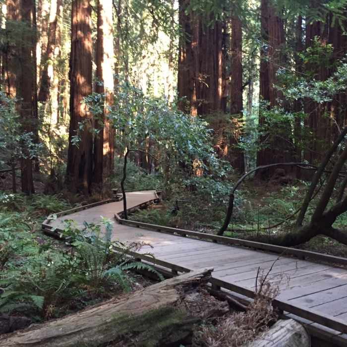 Near Alice Eastwood Camp Trail