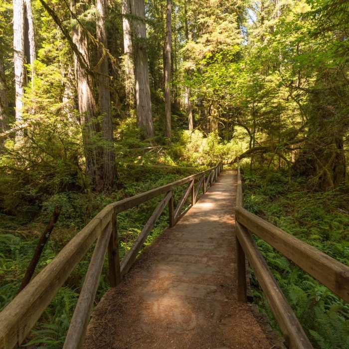 Near Miner's Ridge Trail, Prairie Creek to Gold Bluffs Beach
