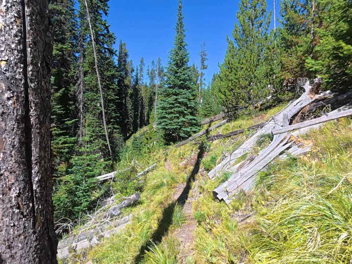 Sleeping Child Creek Trail - FS 84 photo 5