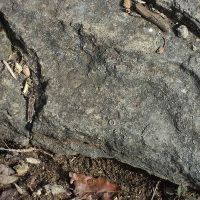 Near Lady's Bluff Trail