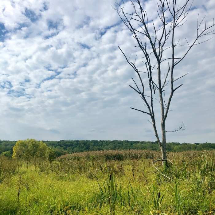 Looking out to the marsh from Accotink Creek Trail lookout point. Near Accotink Creek Two Lookouts Loop