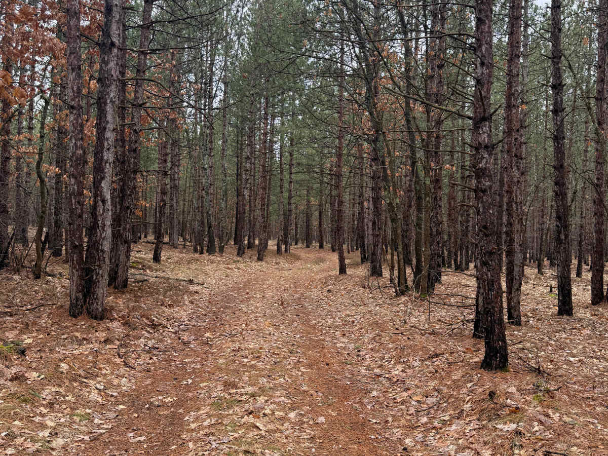 FS 8541 trail photo