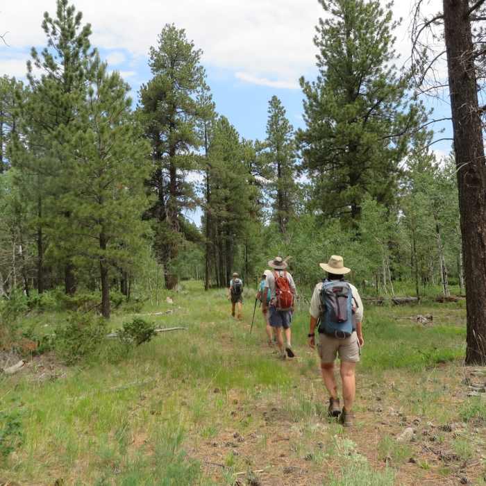 Near Telephone Trail