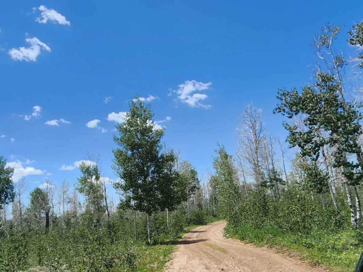 Chicken Creek Road photo 3