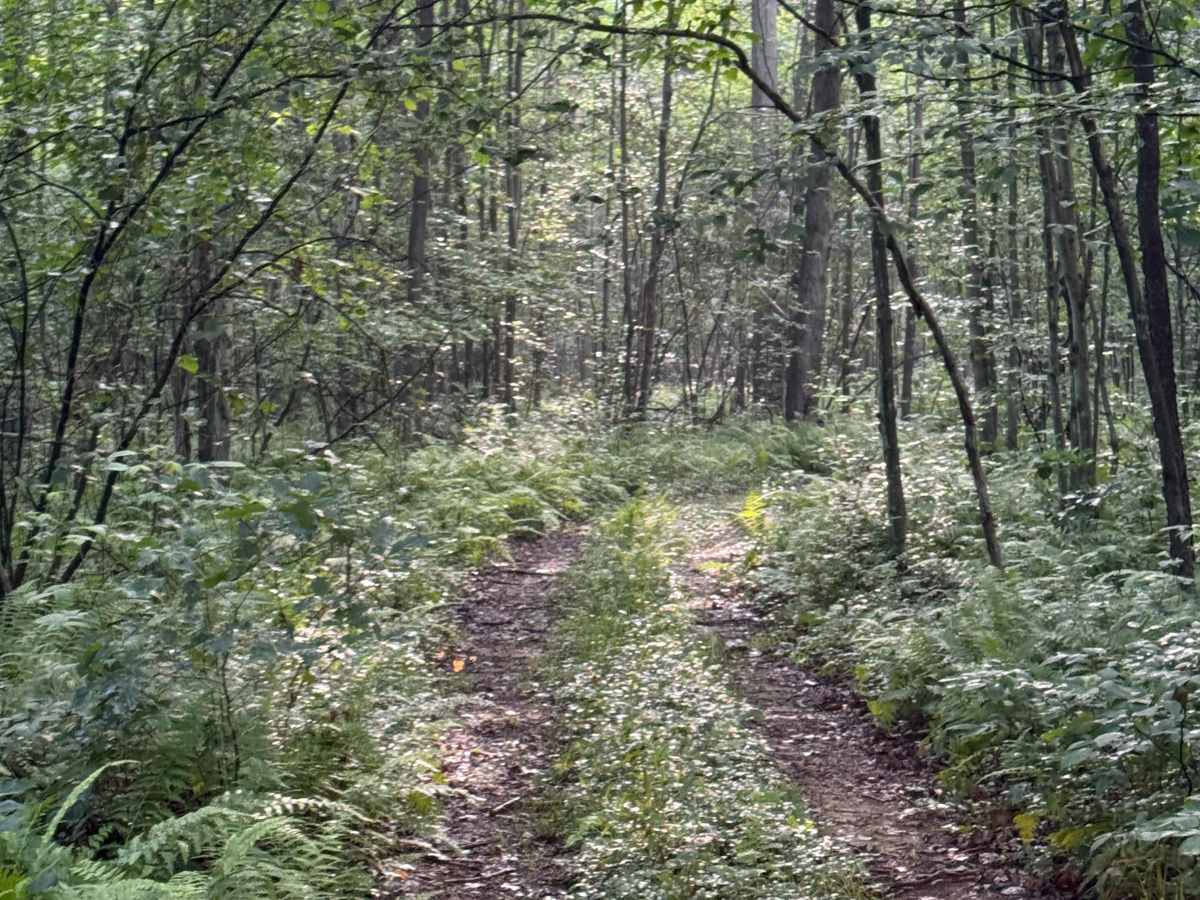 Trail 49 photo 5