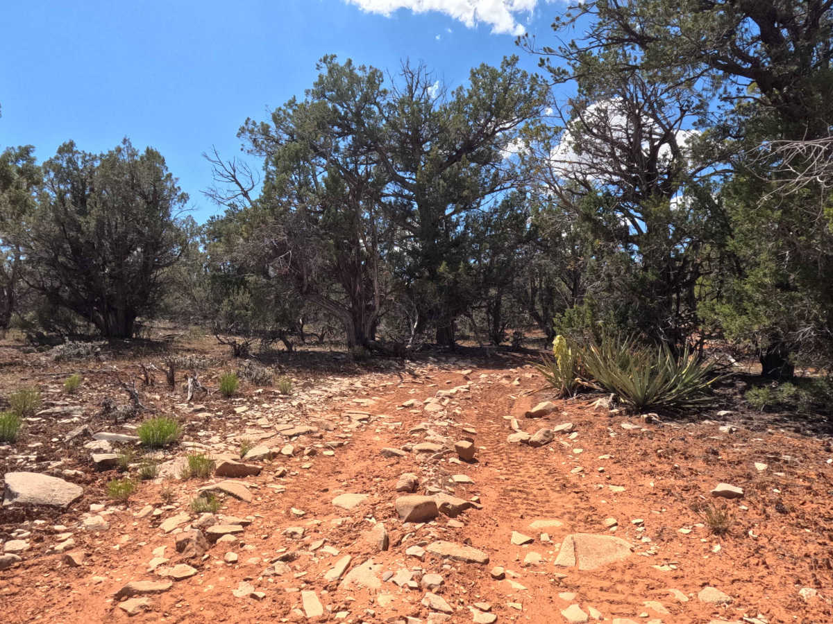 BLM 46H photo 5