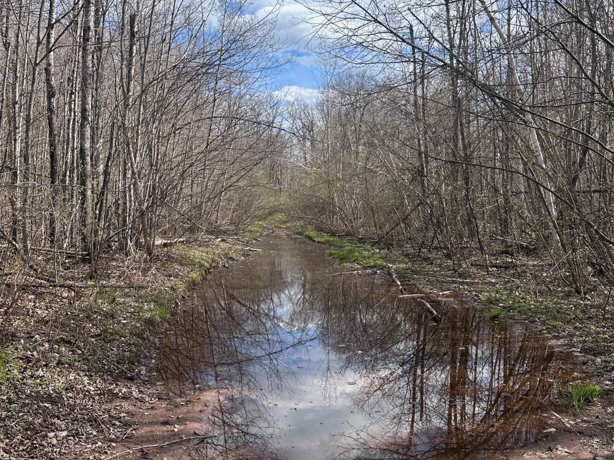 Abandoned Bog Trail photo 6