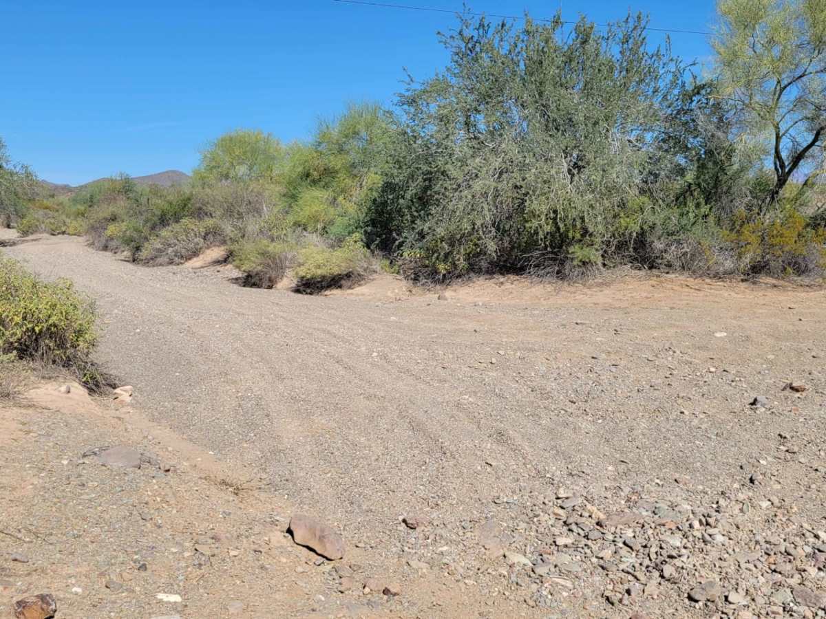 Cactus Express photo 2