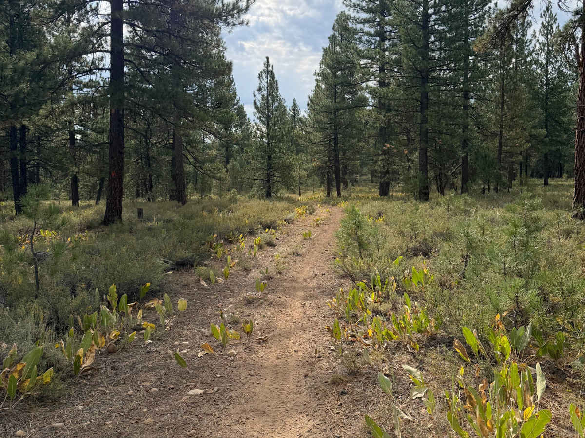 #28 trail photo