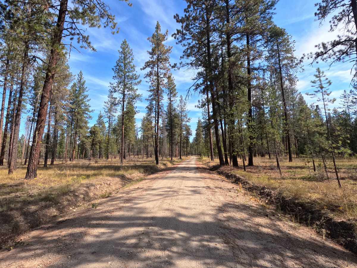 Blacktail Mountain Road photo 3