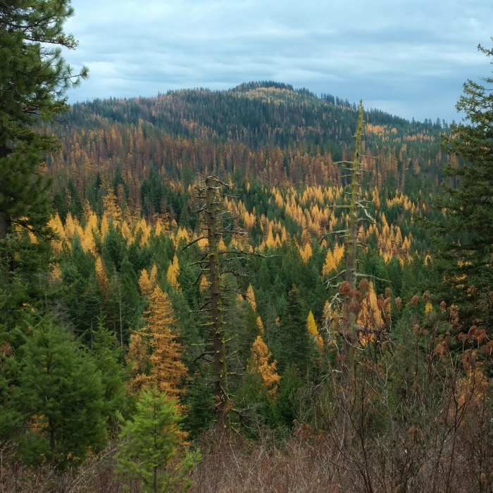 Near Trail #257 South/Carlin Connector Loop