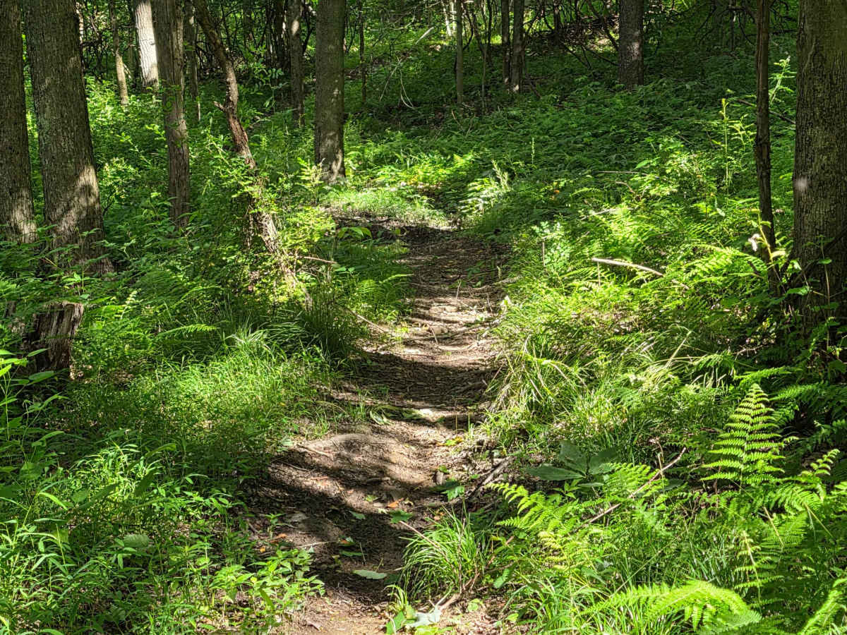 Single Track C photo 3