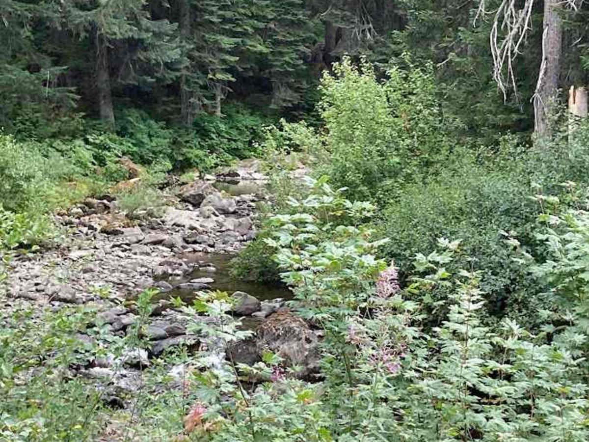 Box Canyon Creek - FS 4930 photo 4