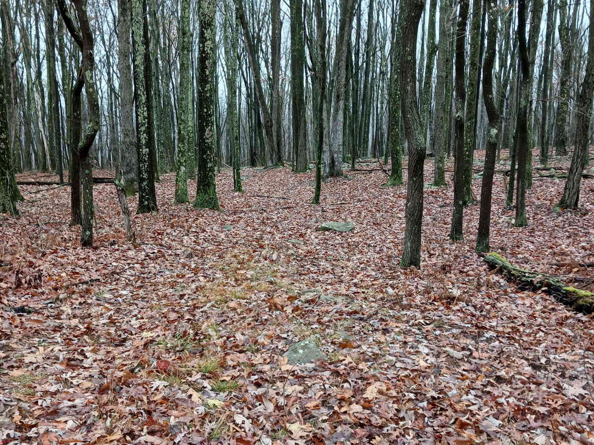 OHV 37 - Rock Run Recreation Area trail photo