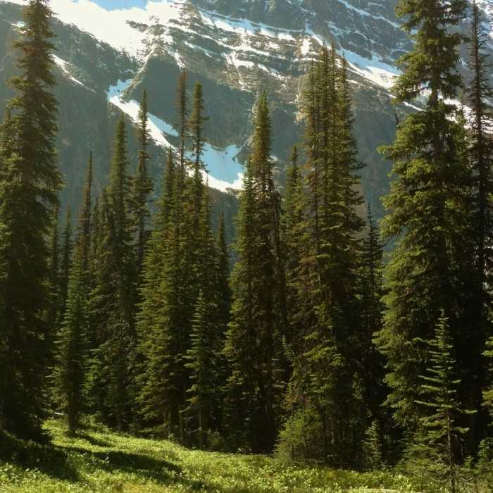 Near Cavell Meadows Trail
