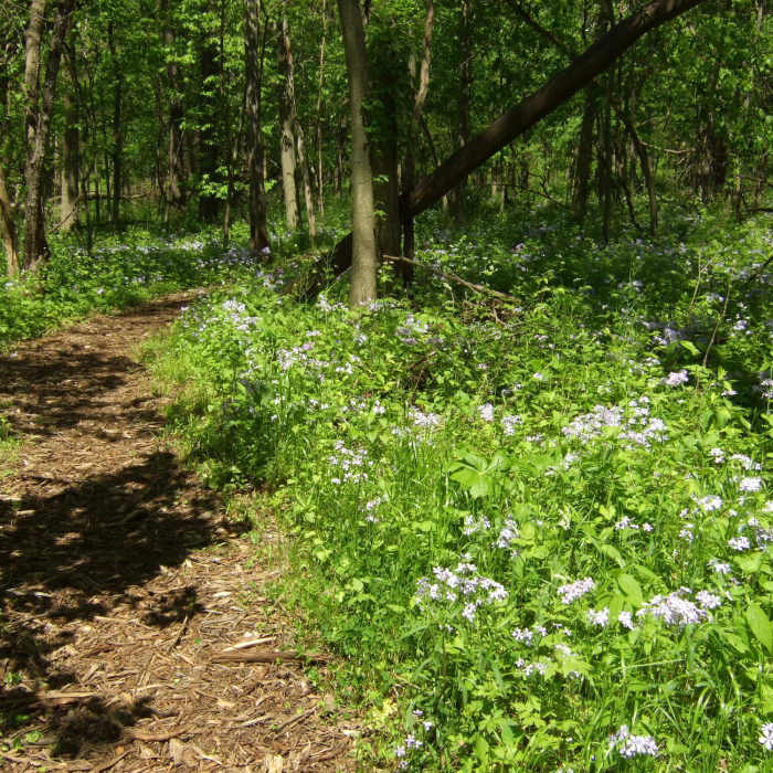 Near Prairie Creek Woods Trail