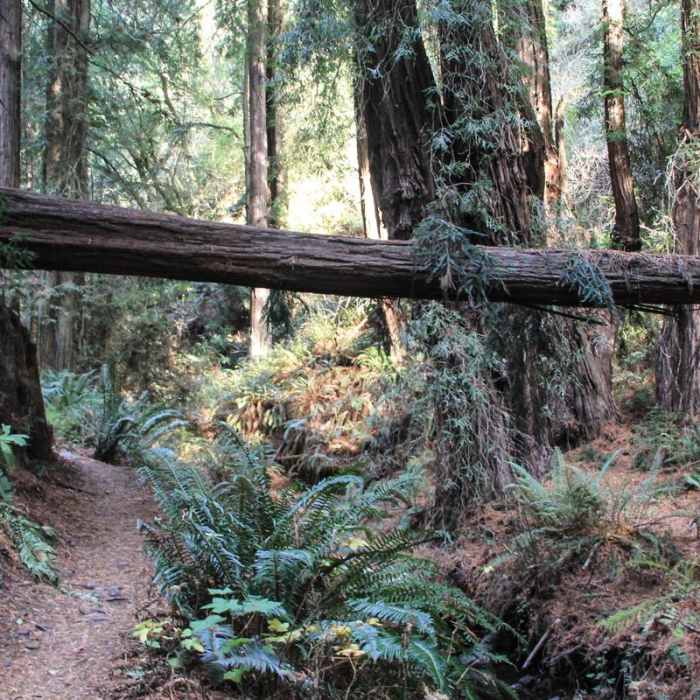 Near Steep Ravine Trail to Dipsea Trail Loop