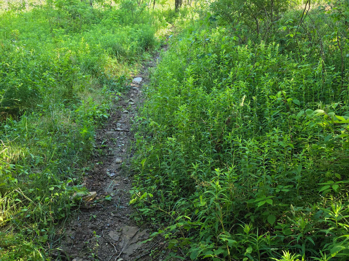 Single Track J2 trail photo