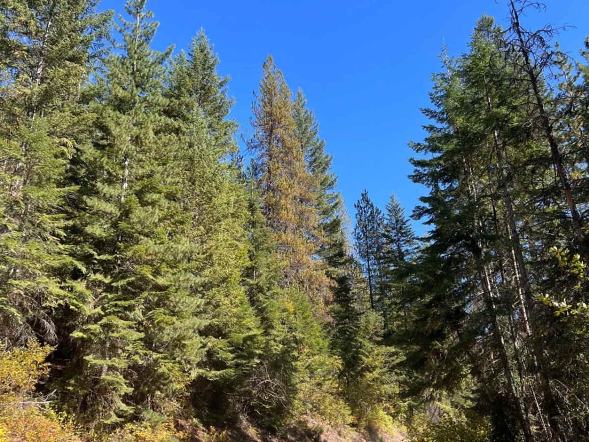 West Fork Pilgrim Creek photo 6