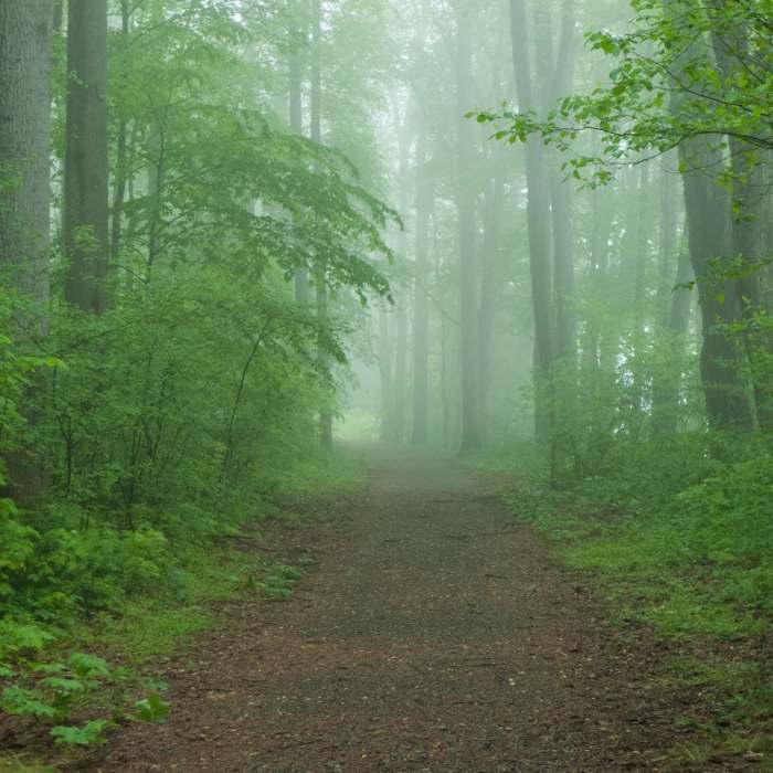 Morning fog rolls across the McDade Recreational Trail. Near McDade Recreational Trail