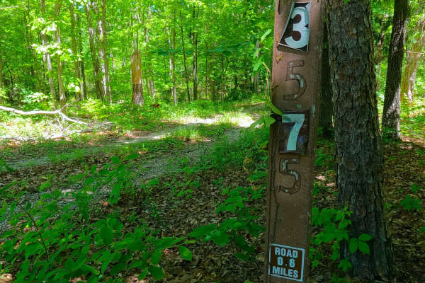South Cane - FS 3575