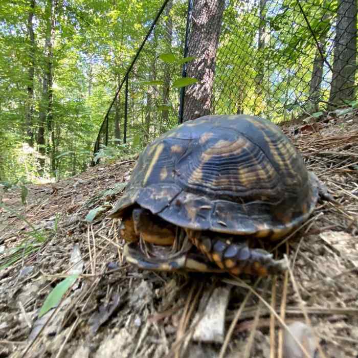 Near Shagbark Loop