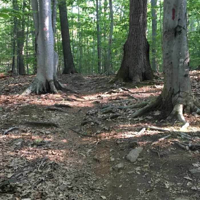 Near Long Hill Trail