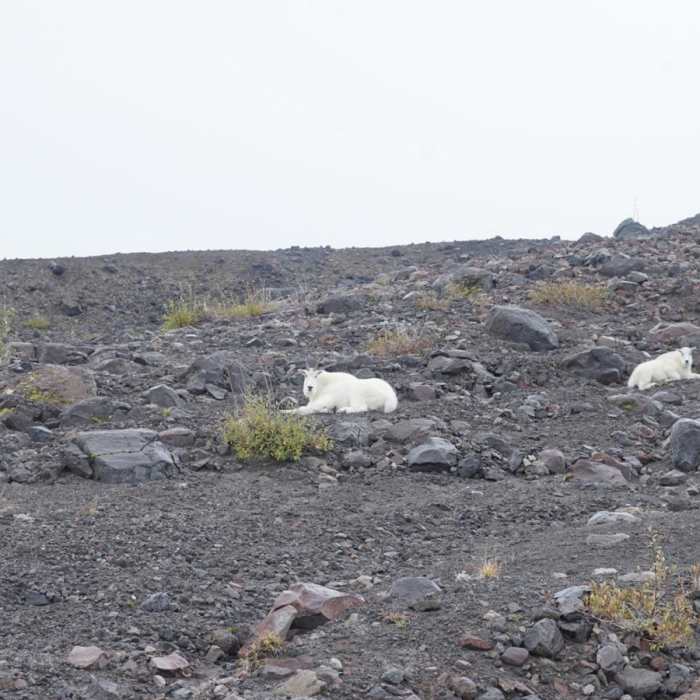 Near Truman Trail to Loowit Falls