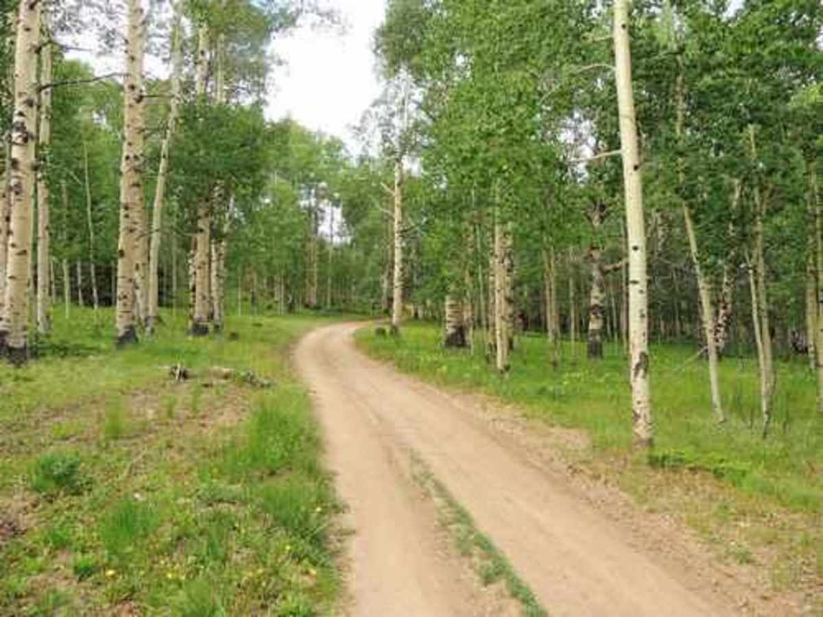 Black Dumps trail photo