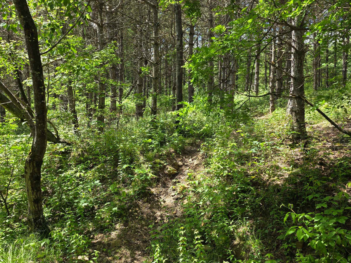 Single Track EE photo 2