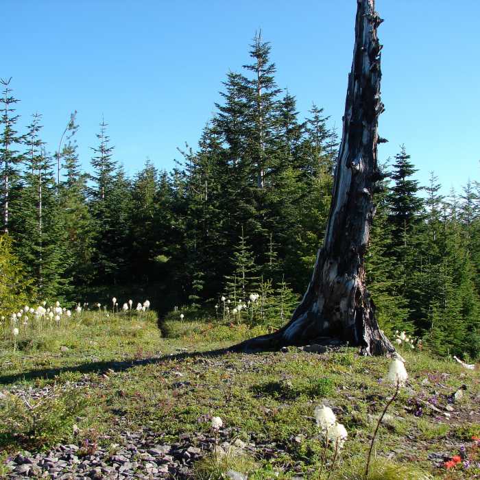 Near McIntyre Ridge Trail #782