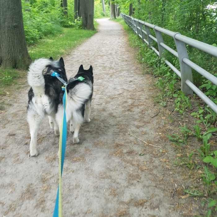 Devil's Hole Trail, well maintained, dog friendly! Near Niagara Scenic Parkway