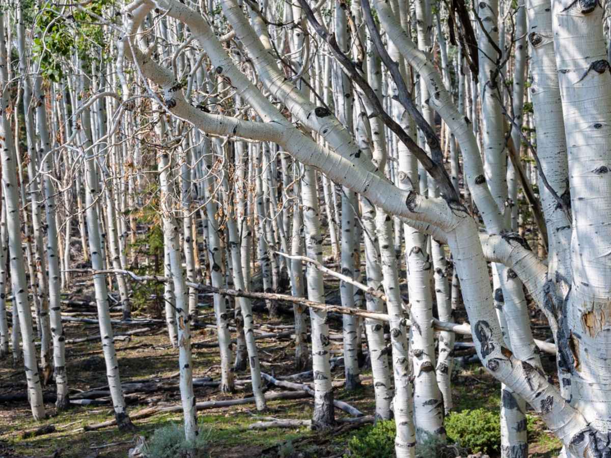 Row of Pines photo 4