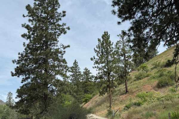Joe Creek Road - FS 8210