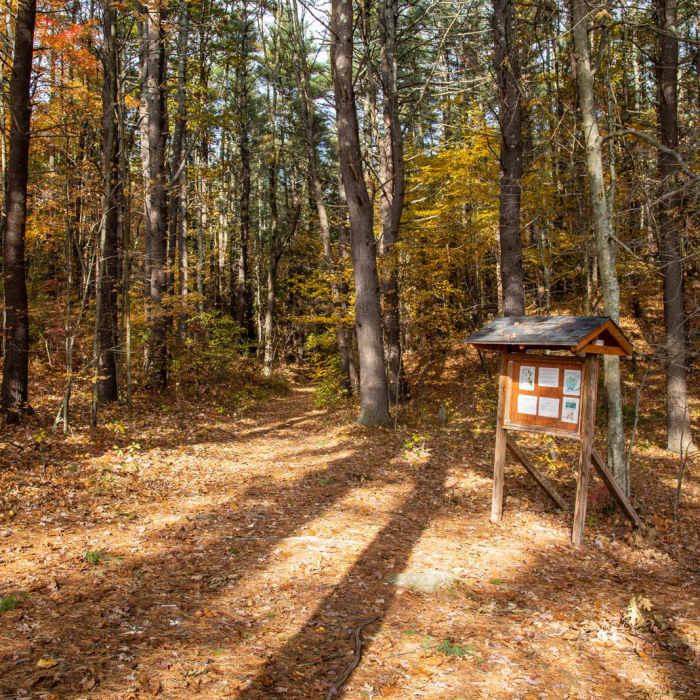 Near Stow Town Forest Loop