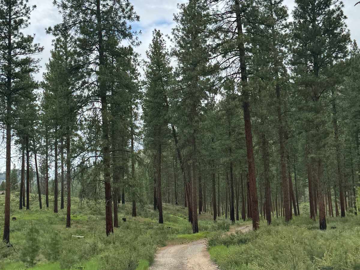 Pearrygin Creek Road photo 4