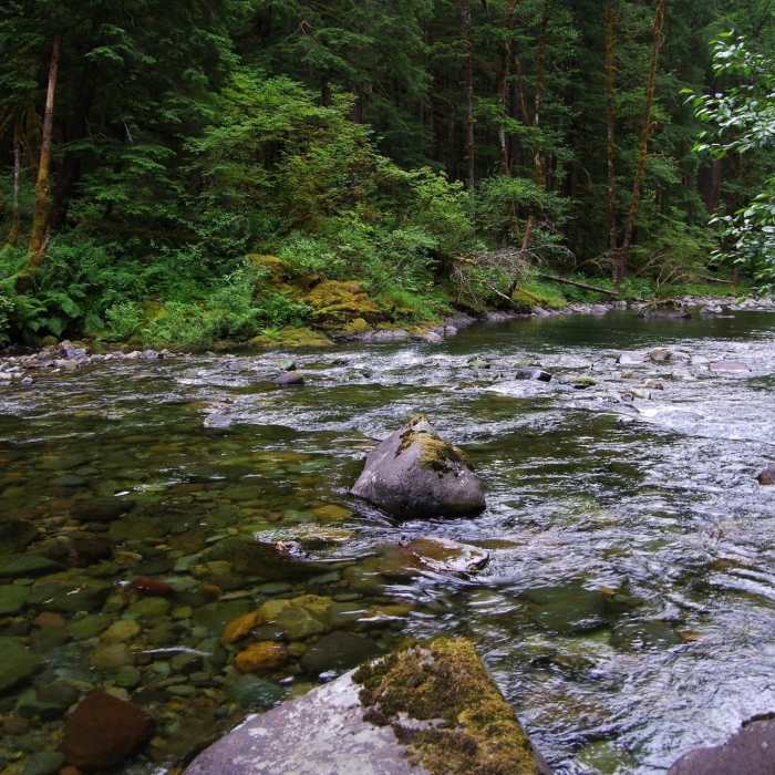 Near Chinook Creek Trail #130A