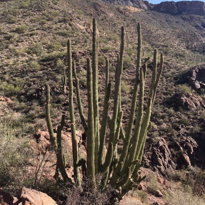 Near Bull Pasture/ Estes Canyon Loop Trail