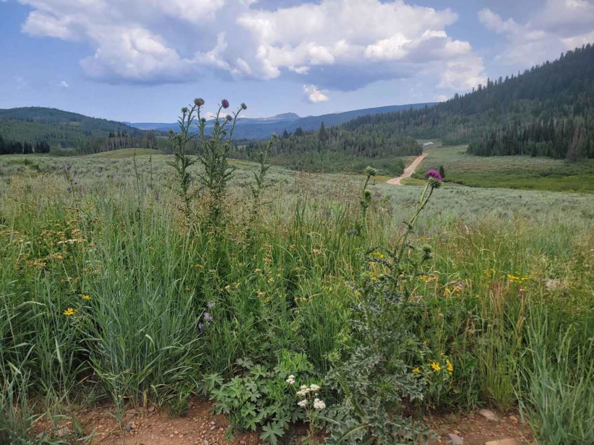 Soapstone Pass Trail photo 5