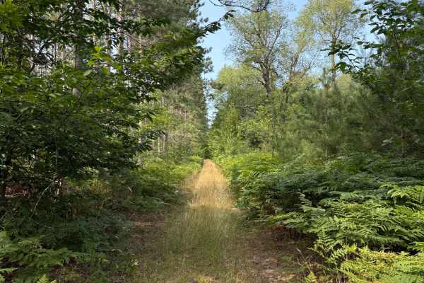Red Pine Alley Trail