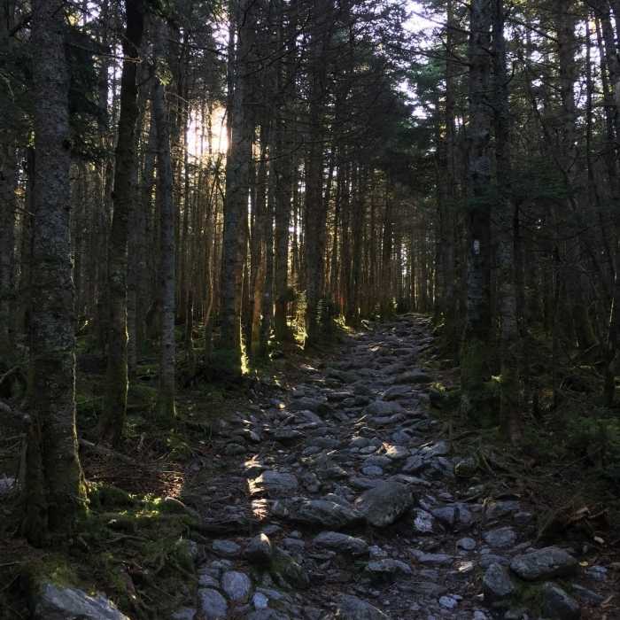 Sub-alpine forest on the southern ridge of Mount Abraham. Near Mount Abraham and Lincoln Peak