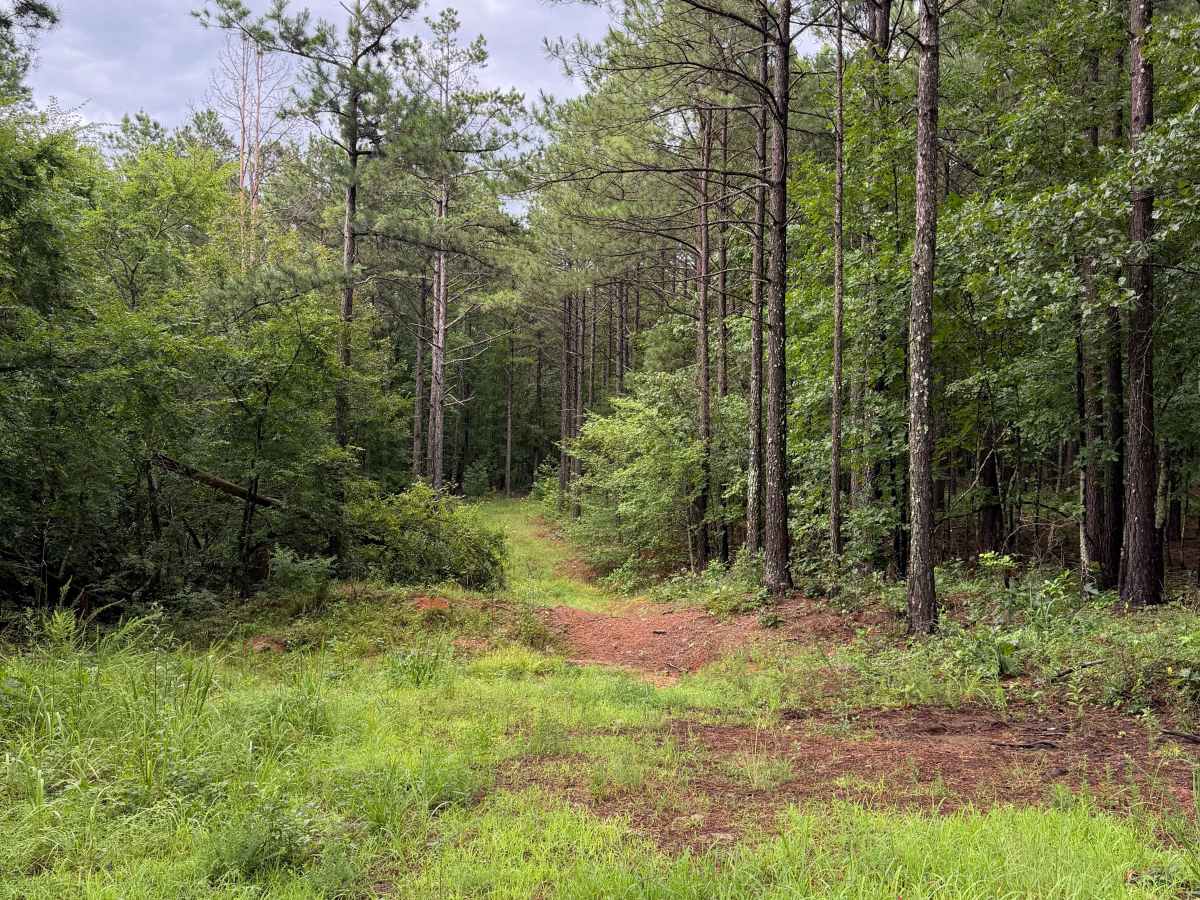 Clever Girl  trail photo