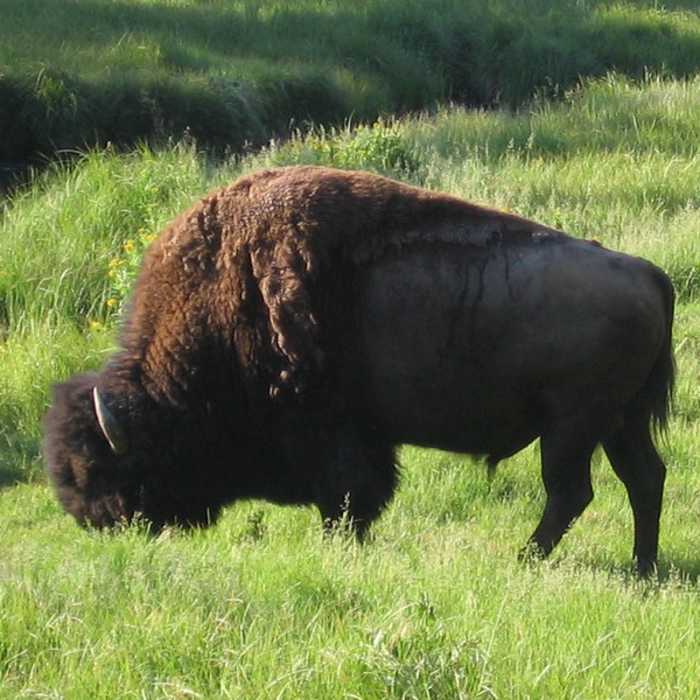 Near Solfatara Creek Trail