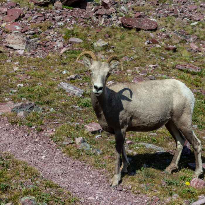 A surprised bighorn sheep on the descent from Two Medicine Pass. Near Two Medicine Pass