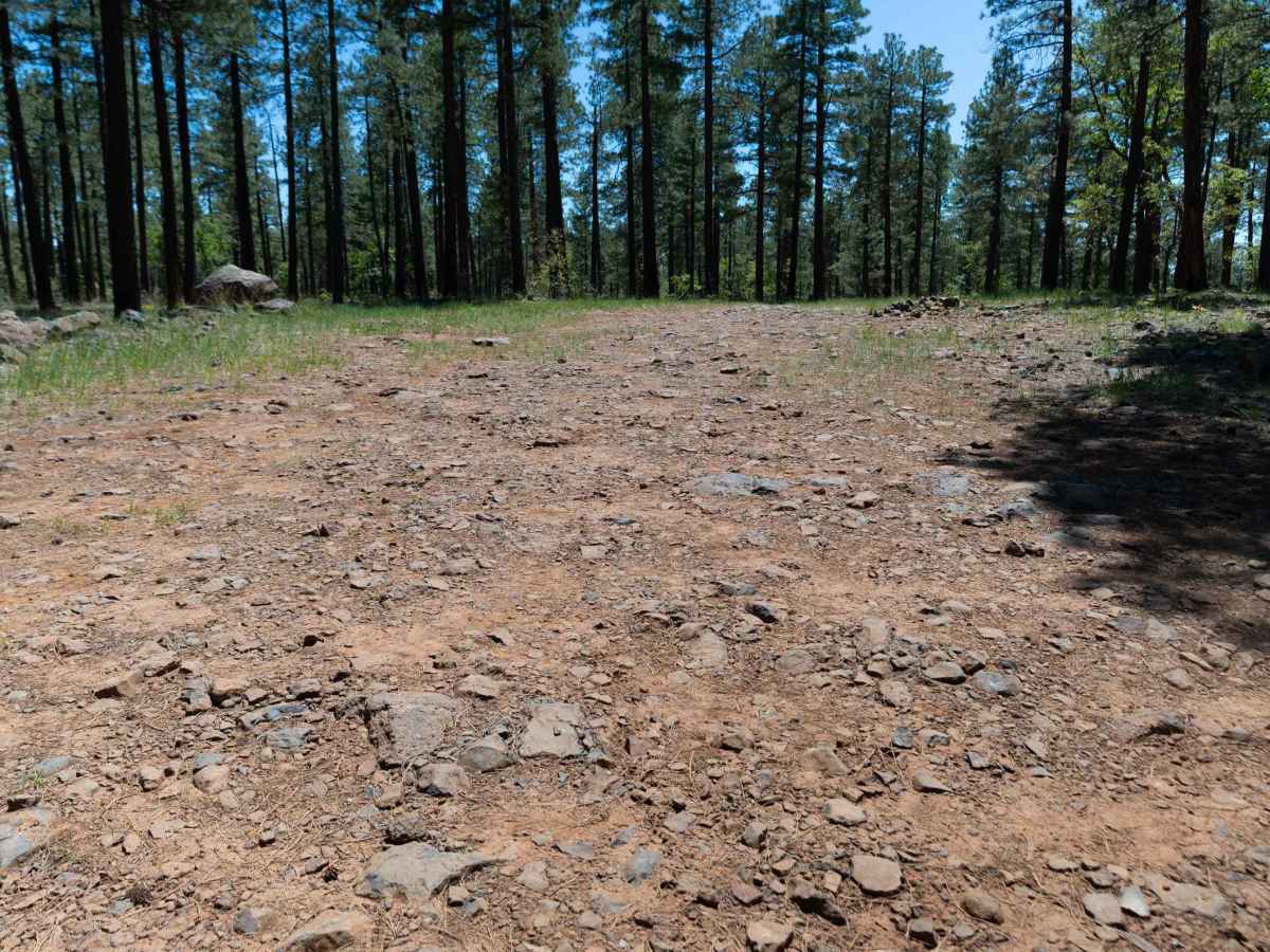 Woody Ridge - FS 535B photo 5