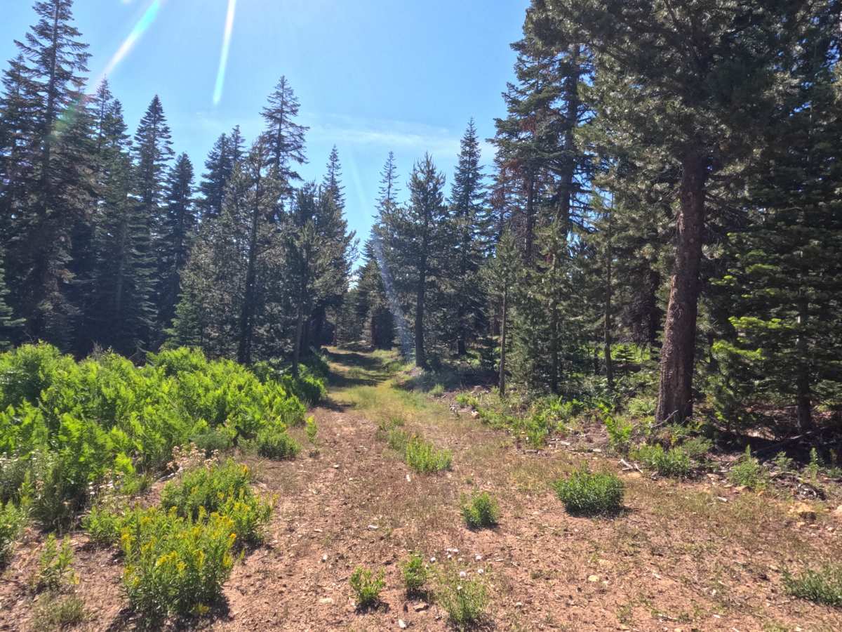Silver Meadow - FS 11N37G photo 3