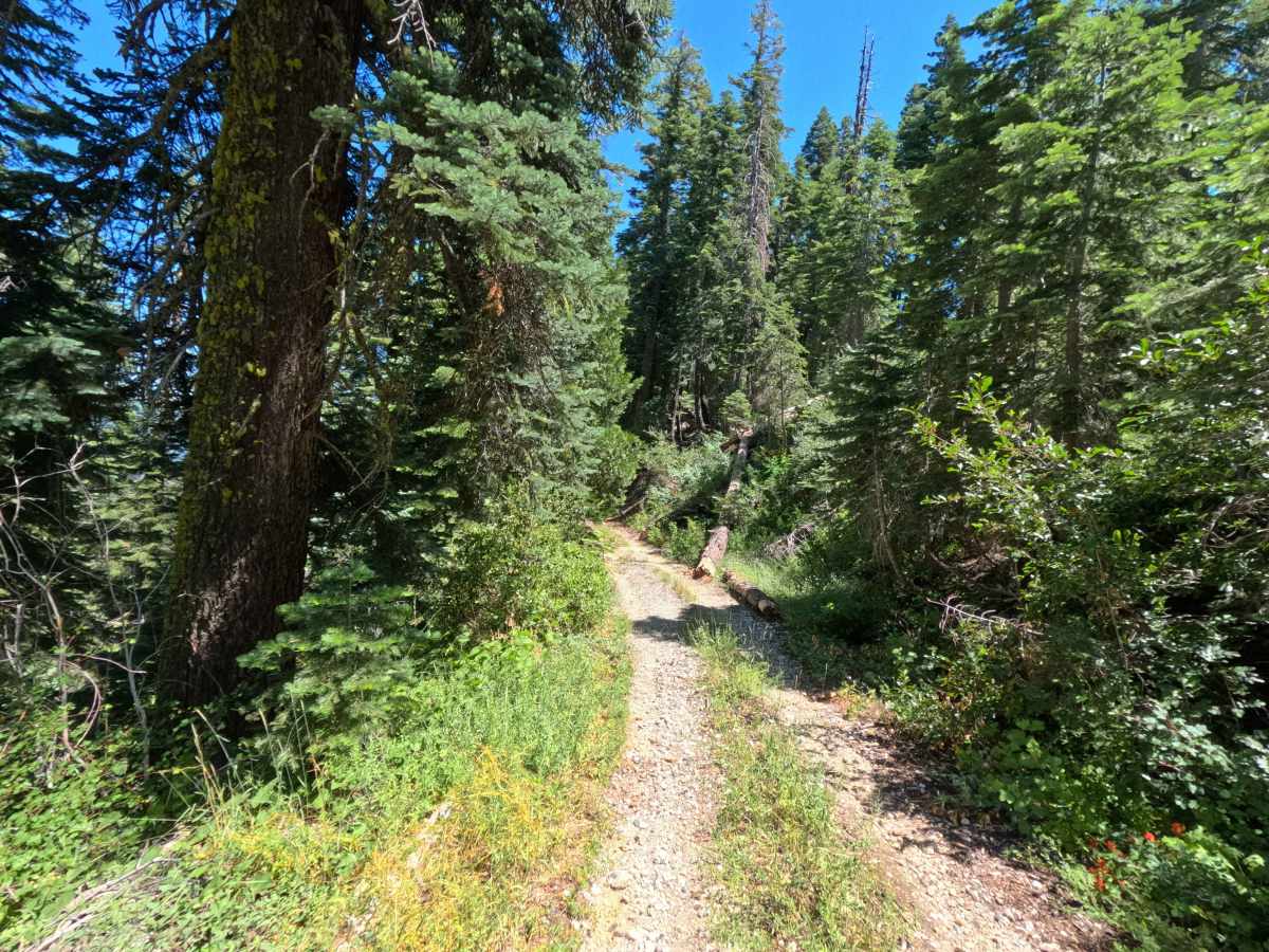 Fir Cap Road photo 6